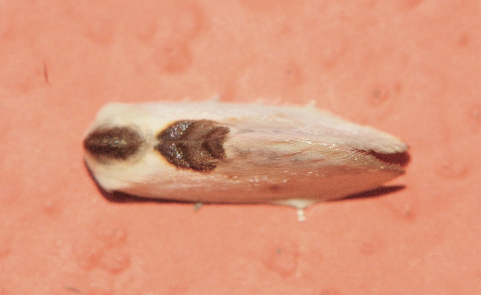 Lepidoptera dell''isola di Lefkada: Cilix cf glaucata